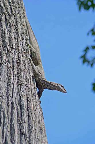 monitor-AsiaPhotoStock