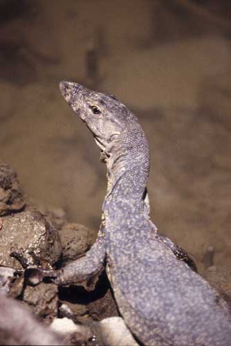 young malay monitor-AsiaPhotoStock