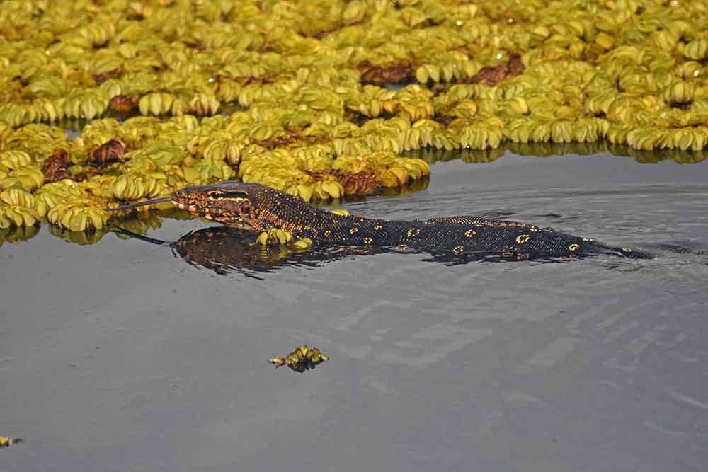 monitor bon ton-AsiaPhotoStock