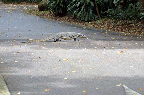 monitor crossing-AsiaPhotoStock