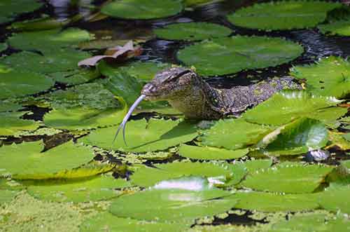 monitor lizard-AsiaPhotoStock