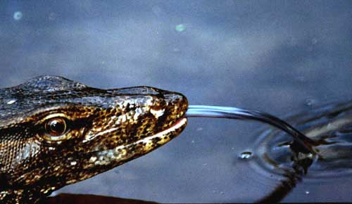 monitor lizard tongue-AsiaPhotoStock