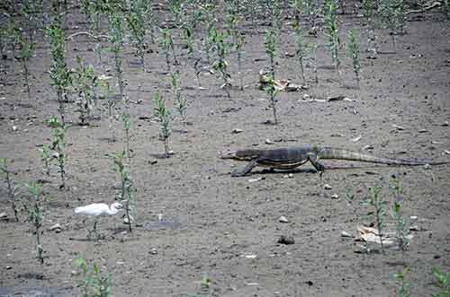 monitor mangroves-AsiaPhotoStock