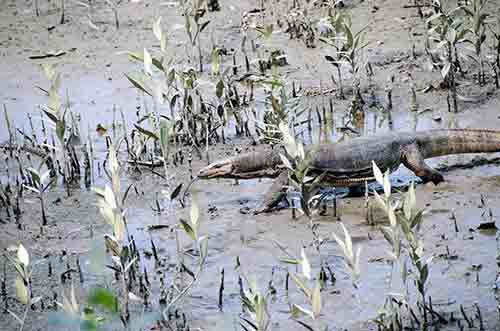 monitor wetlands-AsiaPhotoStock