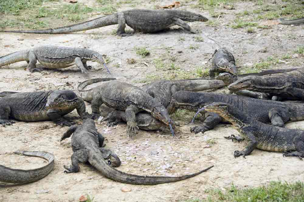 monitor lizard pack-AsiaPhotoStock