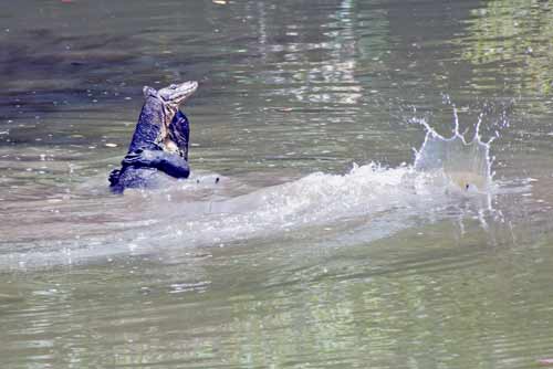 malay monitors fighting-AsiaPhotoStock