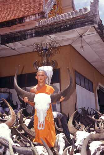 monk and buffalo skulls-AsiaPhotoStock