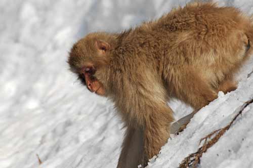 monkey in snow park-AsiaPhotoStock