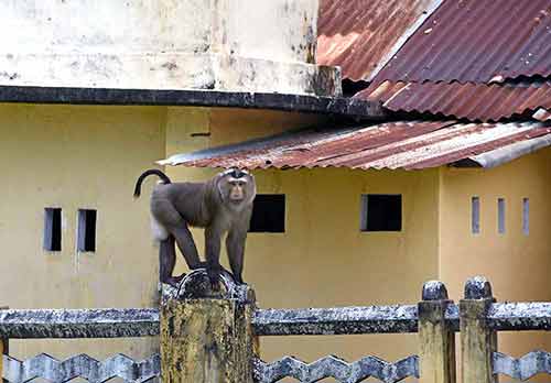 monkey cao temple-AsiaPhotoStock