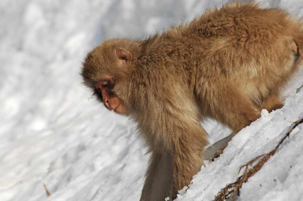 monkey in snow park-AsiaPhotoStock