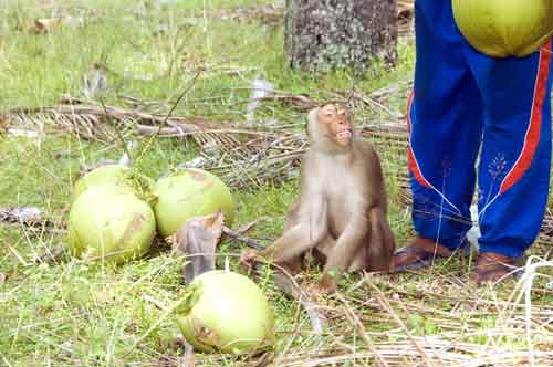 monkey with coconuts-AsiaPhotoStock