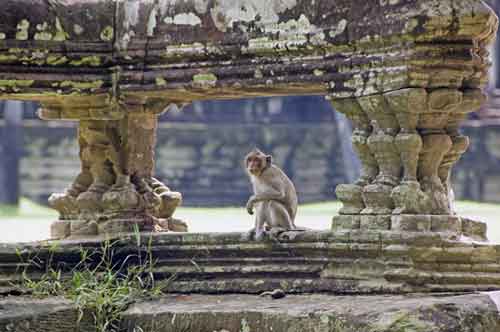monkey angkor wat-AsiaPhotoStock