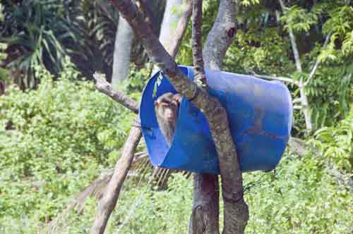 monkey barrel-AsiaPhotoStock