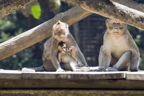 monkey bridge-AsiaPhotoStock