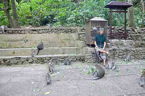 monkey forest ubud bali-AsiaPhotoStock