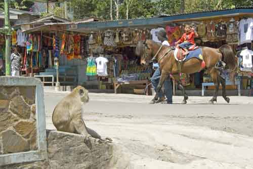 monkey horse-AsiaPhotoStock