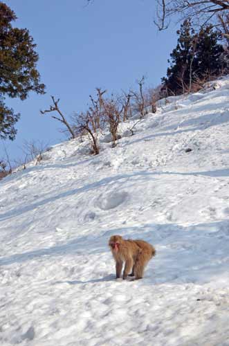 monkey japanese-AsiaPhotoStock