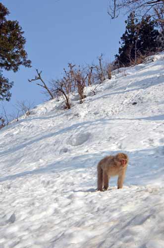 monkey macaque-AsiaPhotoStock