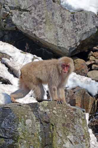 monkey male-AsiaPhotoStock