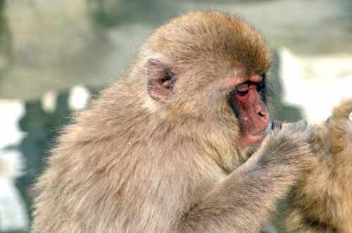 monkey pruning baby-AsiaPhotoStock