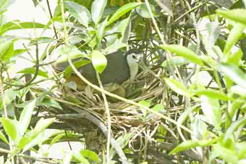 water hen on nest-AsiaPhotoStock