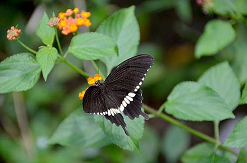 mormon common-AsiaPhotoStock