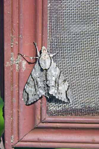 grey moth-AsiaPhotoStock