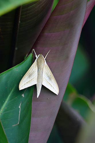 moth singapore-AsiaPhotoStock