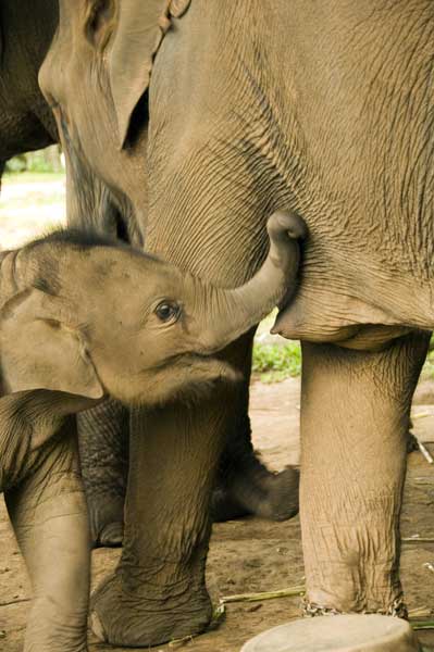 elephant breast feeding-AsiaPhotoStock