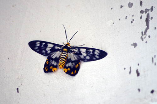 moth east timor-AsiaPhotoStock