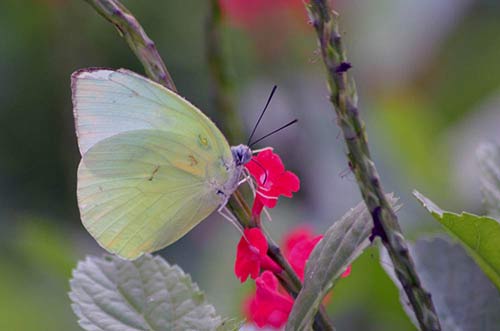 mottled emigrant butterfly-AsiaPhotoStock