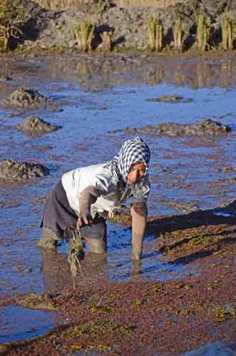 mud-AsiaPhotoStock