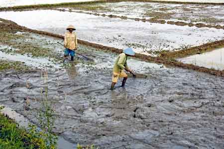 ploughing mud-AsiaPhotoStock