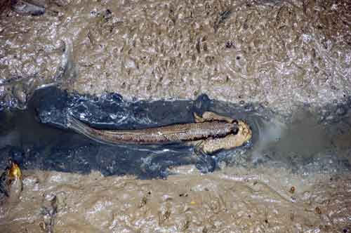 mud skipper-AsiaPhotoStock