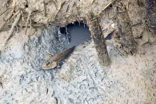 mud skipper pasir ris-AsiaPhotoStock