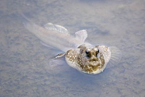 mud skipper poses-AsiaPhotoStock