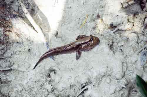 pasir ris mud skipper-AsiaPhotoStock