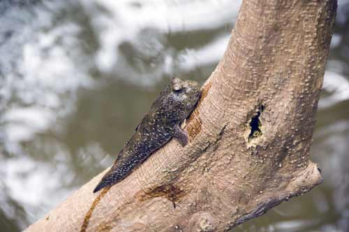 mud skippers on tree-AsiaPhotoStock