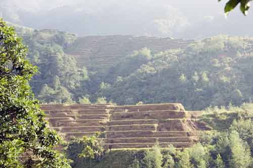 banaue rice terrace-AsiaPhotoStock