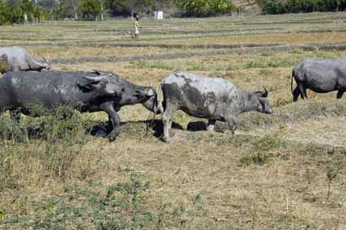 muddy-AsiaPhotoStock