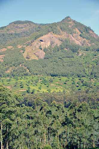 munnar scenery-AsiaPhotoStock