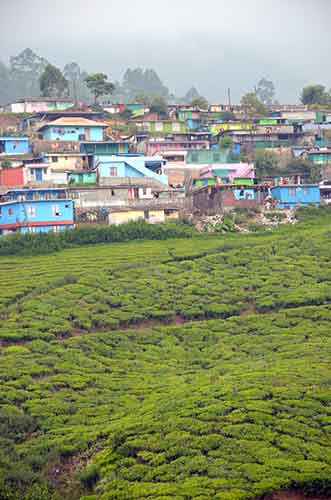 munnar tea-AsiaPhotoStock