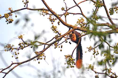 munching squirrel-AsiaPhotoStock