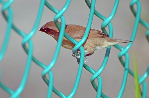 munia-AsiaPhotoStock