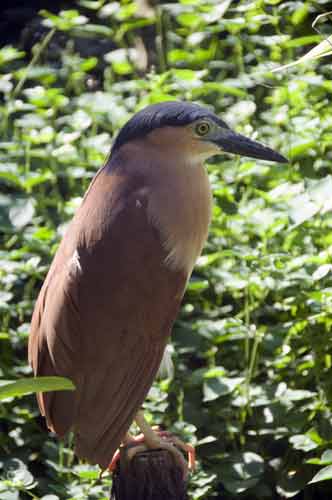 nankeen night heron-AsiaPhotoStock