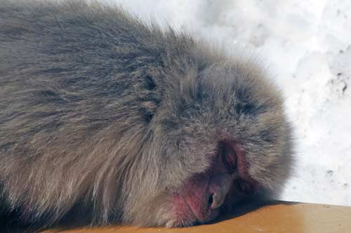 napping monkey-AsiaPhotoStock