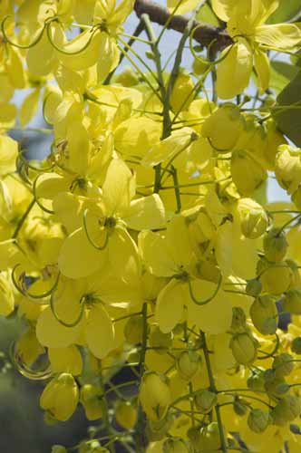 thai national flower-AsiaPhotoStock