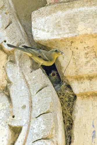 nest-AsiaPhotoStock