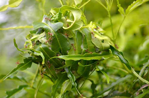 nest red ants-AsiaPhotoStock