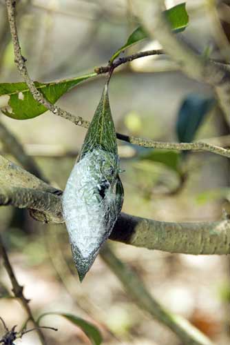 new atlas moth pupa-AsiaPhotoStock